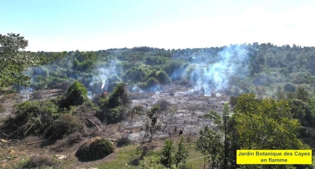 Le Jardin Botanique des Cayes Réduit en Cendres : Un Désastre Écologique Inestimable pour Haïti